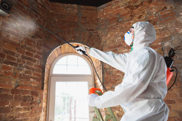 Best Mold Odor Removal Services in Daleville, IN