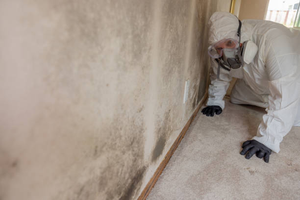 Best Biohazard Mold Removal in Daleville, IN