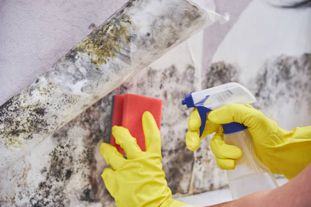 Best Black Mold Removal in Daleville, IN